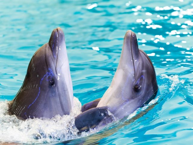 Two cheerful friends dolphins swim together in blue water, lifting their heads out of the water.